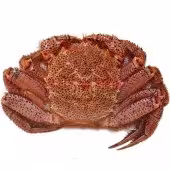 北海道红毛蟹