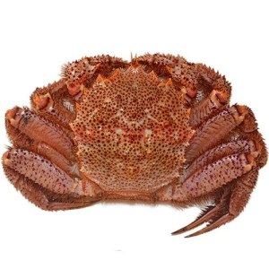 北海道红毛蟹